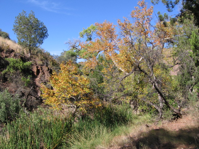 cottonwood spring along painted bluffs trail.JPG